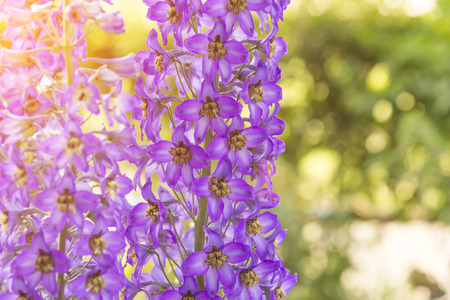 blossoming delphinium in the field, in summer in warm weather in the windの写真素材