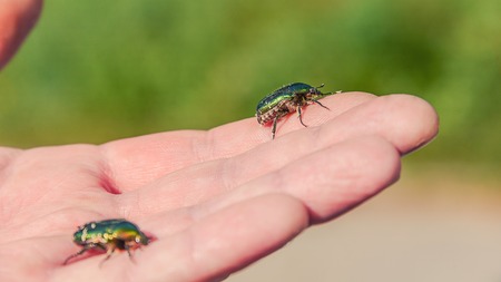 two green beetles sit on a man's handの写真素材