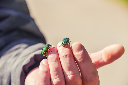 two green beetles sit on a man's handの写真素材