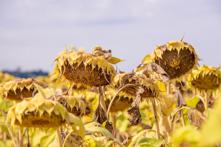 Dry sunflowers in a field for making oil in the autumn sunの写真素材