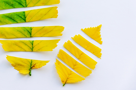 autumn leaves on a white background. copy spaceの写真素材