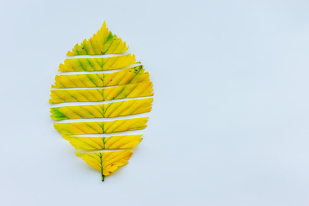 autumn leaves on a white background. copy spaceの写真素材
