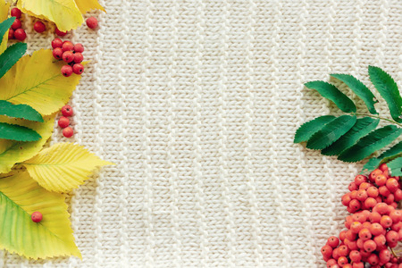autumn leaves on a knitted background. copy space