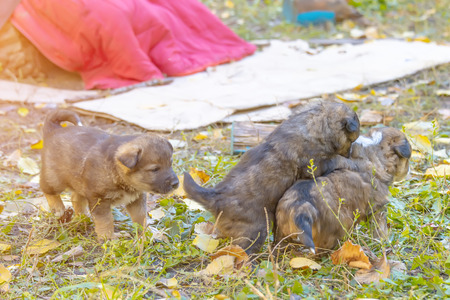 homeless mongrel puppies having fun on the grassの写真素材