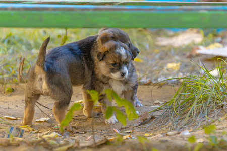 homeless mongrel puppies having fun on the grass
