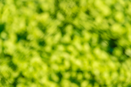 green grass texture. selective focus