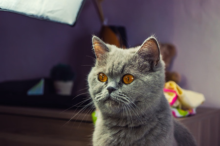 adult cat gray persistently looks, yellow eyes, a clever look, selective focusの写真素材