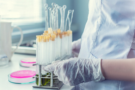 petri dish in female hands in the laboratory. on the table. selective focusの写真素材