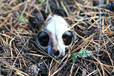 squirrel skull in the forest on the ground close-up, selective focusの写真素材