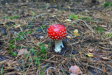 Amanita Muscaria, poisonous mushroom around the world, fly agaric close-up, selective focus.の写真素材