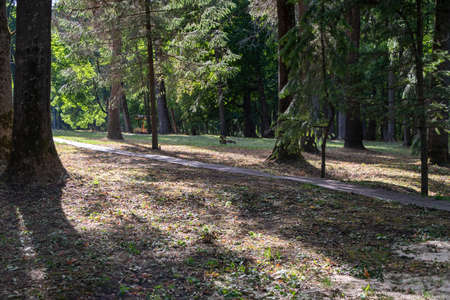 a path in a forest park in sunny weather in the evening with trees.