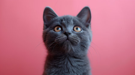 A curious grey cat with striking orange eyes peers into the camera, set against a vivid pink background.の素材