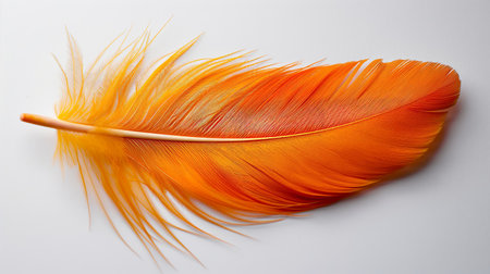 A vibrant orange feather rests delicately against a stark white background, its wispy filaments catching the light.の素材