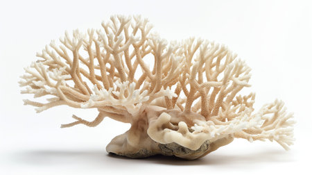 Delicate, intricate coral structure resembling a natural underwater masterpiece.の素材