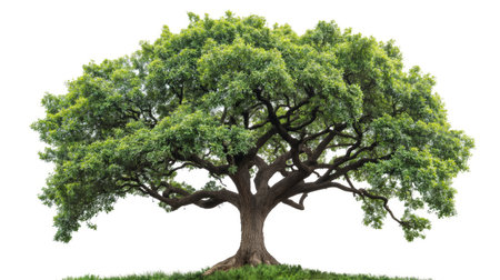 Majestic green tree stands proud, its dense canopy a lush umbrella over the earth below.の素材