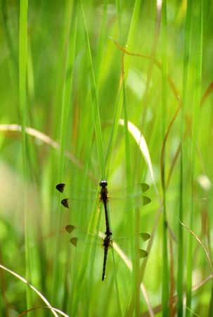 Two dragonfliesの写真素材