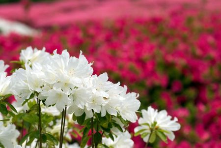 Japanese azaleaの写真素材