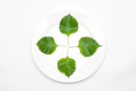 Leaf on the plateの写真素材