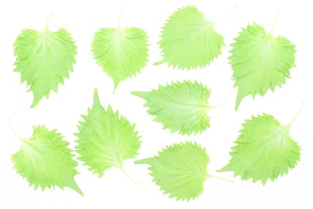 Leaf backgroundの写真素材