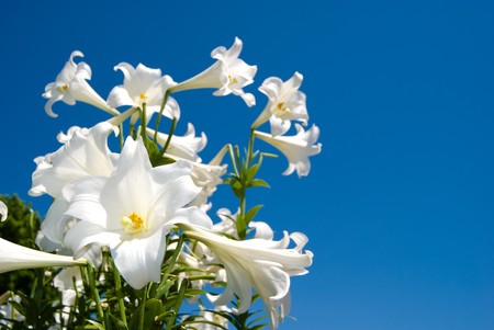 Easter lilyの写真素材