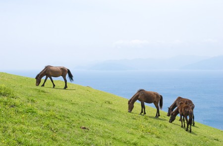 Wild horseの写真素材