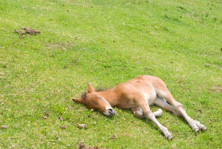 Wild foalの写真素材