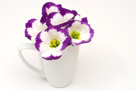 Eustoma in the cupの写真素材