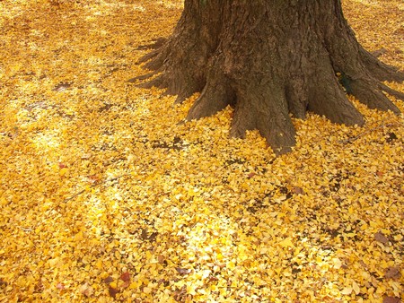 Turning yellow of the Ginkgo dead leavesの写真素材