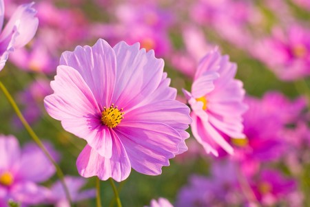 Cosmos flowersの写真素材