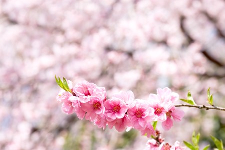 The peach blossoms on Cherry blossoms backgroundの写真素材