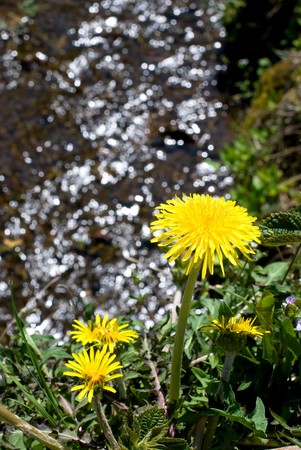 Dandelion in the murmuring of the brookの写真素材