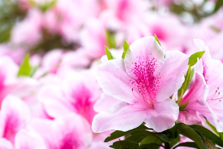 Pink japanese azaleaの写真素材
