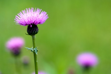 Thistle flowerの写真素材