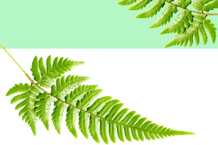 Green flame of the fern leavesの写真素材