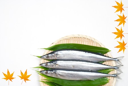 Three raw sauries on the Colander with Maple pictureの写真素材