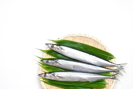 Three raw sauries on the Colanderの写真素材