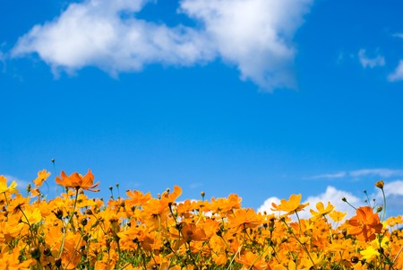 Yellow Cosmos and the blue skyの写真素材