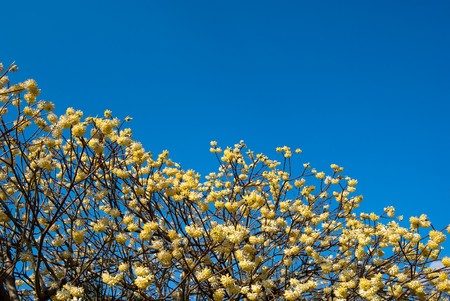 Full bloom flowers of Oriental paperbush and the blue skyの写真素材