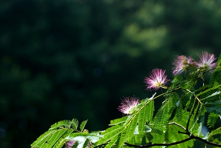 Persian silk tree flower and leafの写真素材