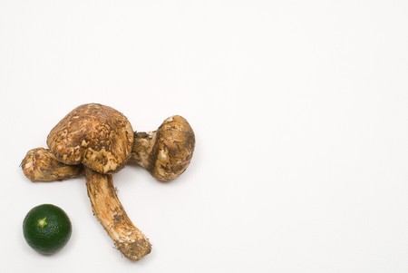 Matsutake mushrooms on a white backgroundの写真素材