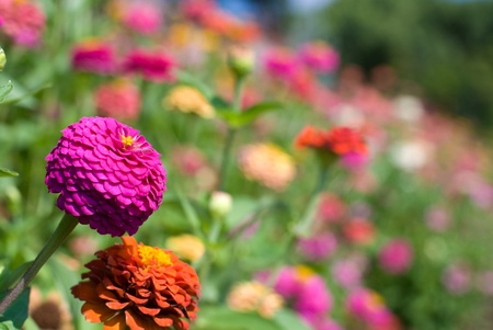 Field of colorful Zinnia flowersの写真素材