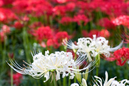 flower garden of the Spider lilyの写真素材