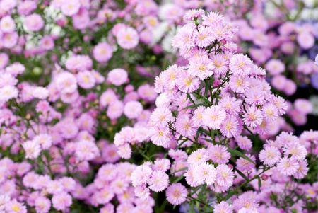Flower garden of perennial aster in full blossomの写真素材