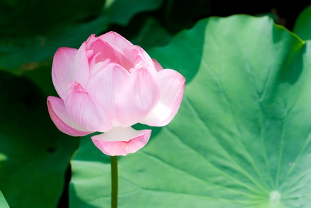 Pink lotus flower and leafの写真素材