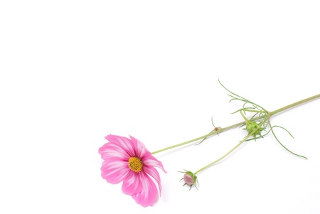 Pink cosmos on a white backgroundの写真素材