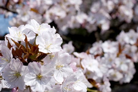 Full bloom flowers of the Wild Cherry blossoms
