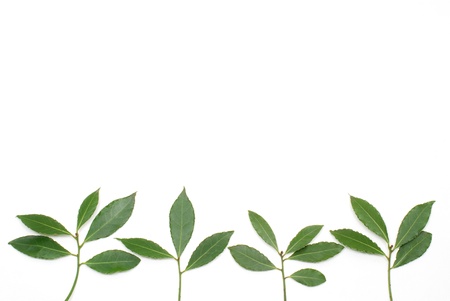 Row of Bay laurel leaves on a white backgroundの写真素材
