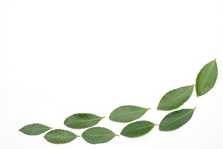 Row of Bay laurel leaves on a white backgroundの写真素材