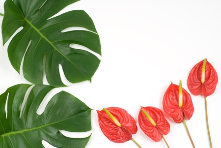Tropical plants of Anthurium and Cerimanの写真素材