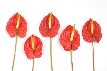 Bright red tropical flower of Anthuriumの写真素材